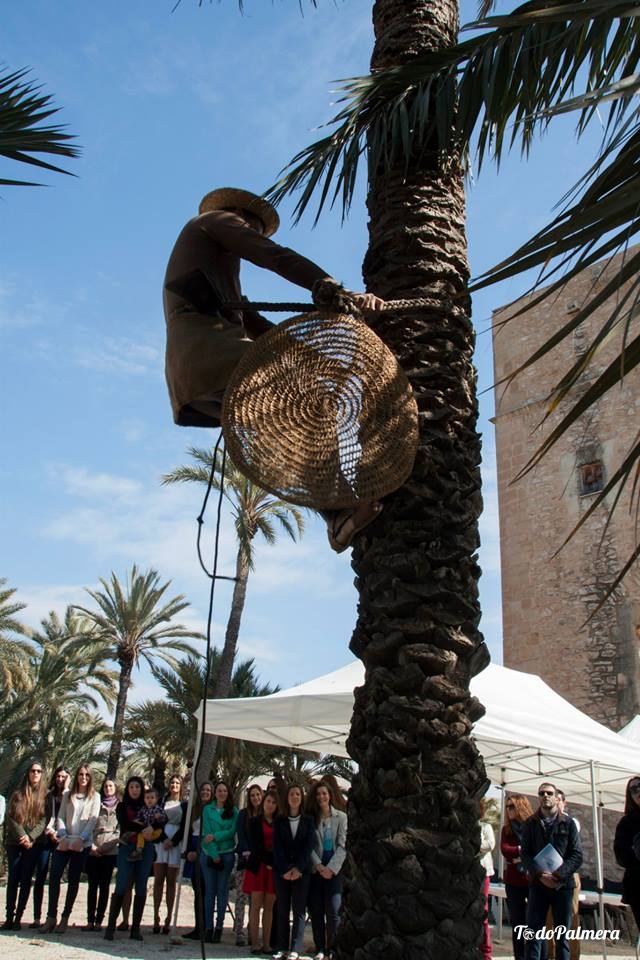 traditional palm climber exhibits