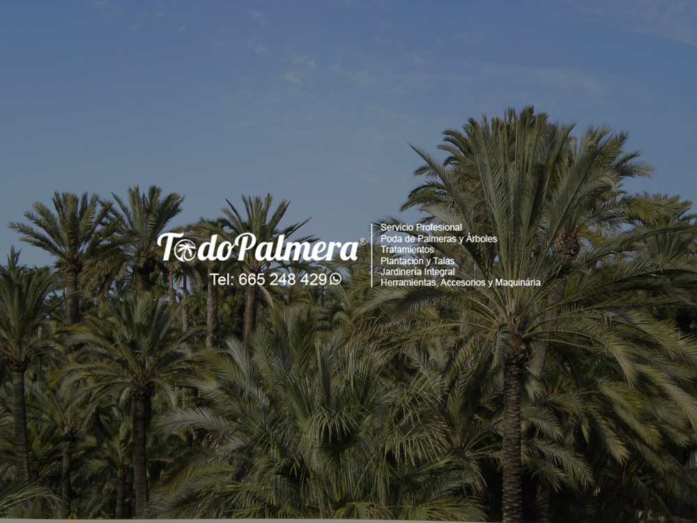the new web of todopalmera.com