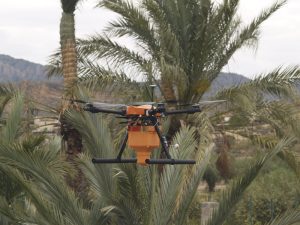 pruning and treatment of palm trees by dron