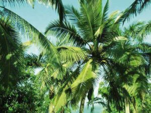 pruning and treatment of palm trees by dron