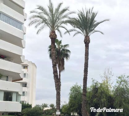 pruning of palm trees