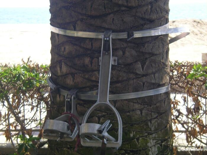 swiss palm climbing system