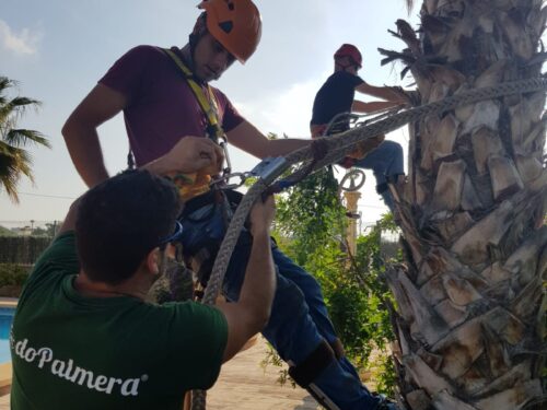 curso de palmerero formaciÓn profesional