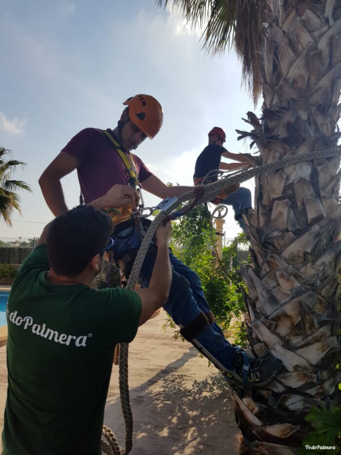 curso de palmerero formaciÓn profesional