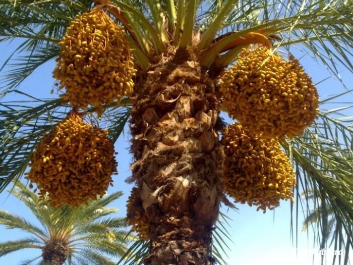 tie and selection of bunch of dates