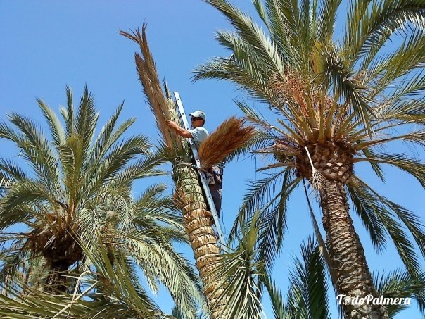 encapuchonnÉ, “capuruchos” de feuille palmier blanche
