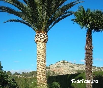 cepillado, pelado de troncos de palmera desde