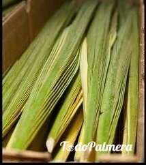 green palm for juda festival sucot