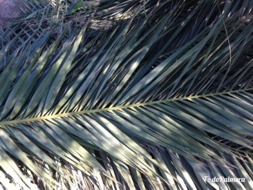 palme verte naturel 2,50€