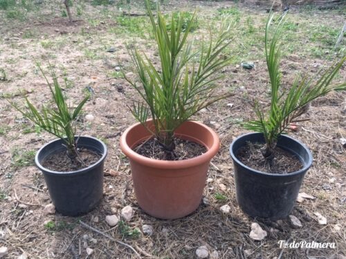 in vitro palm trees variety medjoul and confitera