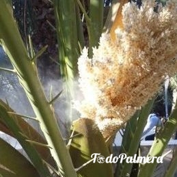 pollination of palm trees