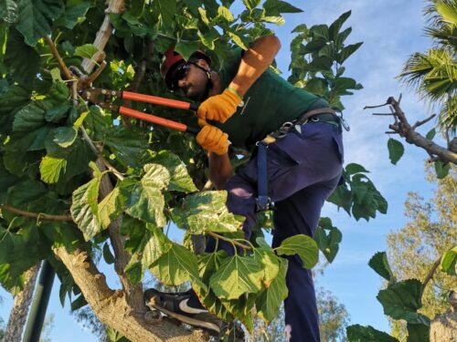 pruning of ornamental trees and plants