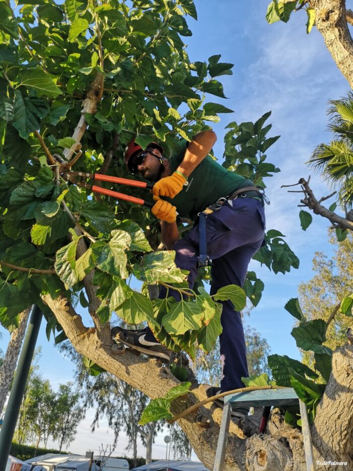 pruning of ornamental trees and plants