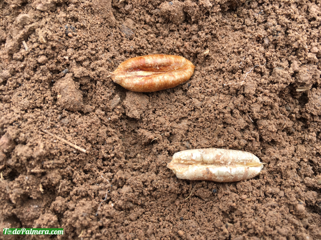 comment planter les palmiers