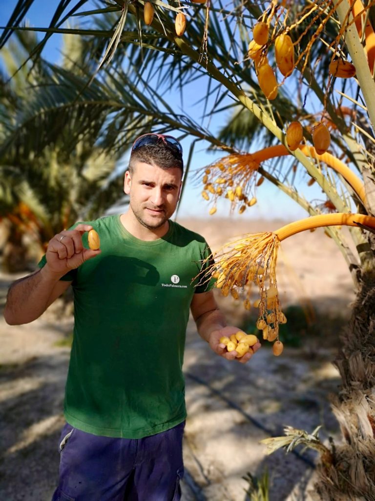 in todopalmera we are dates producers