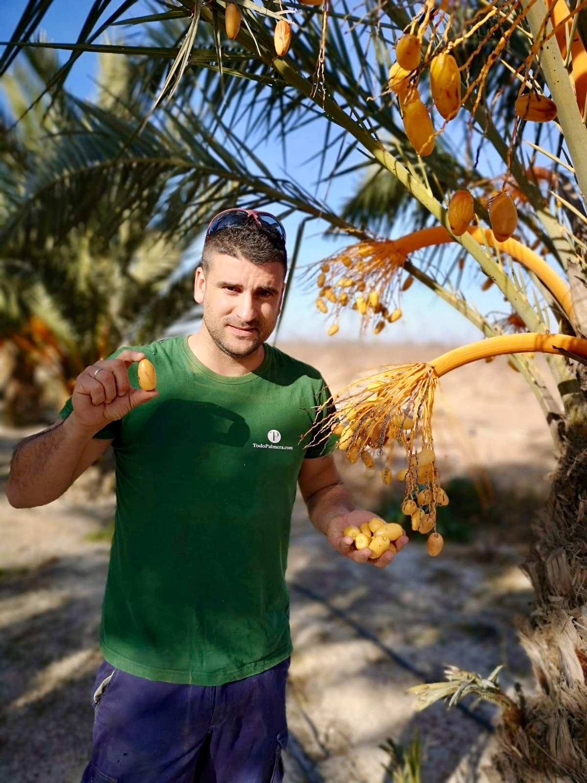 À todopalmera, nous sommes producteurs de dÁtiles