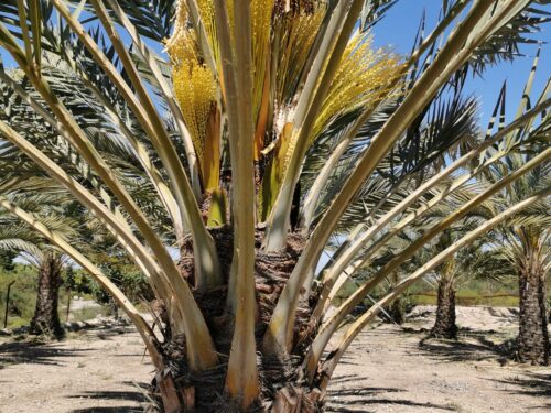 extracciÓn de pinchas de palmeras