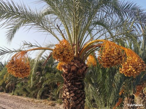 palmeras de dÁtiles de alta calidad